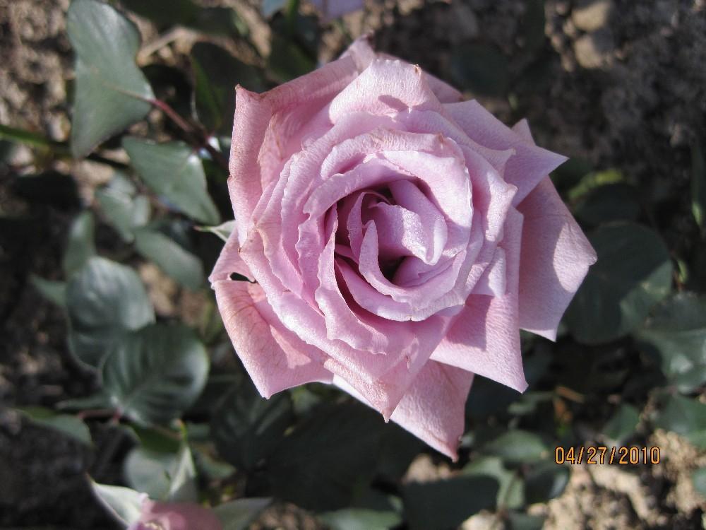 Photo of Rose (Rosa 'Sterling Silver') uploaded by Skiekitty