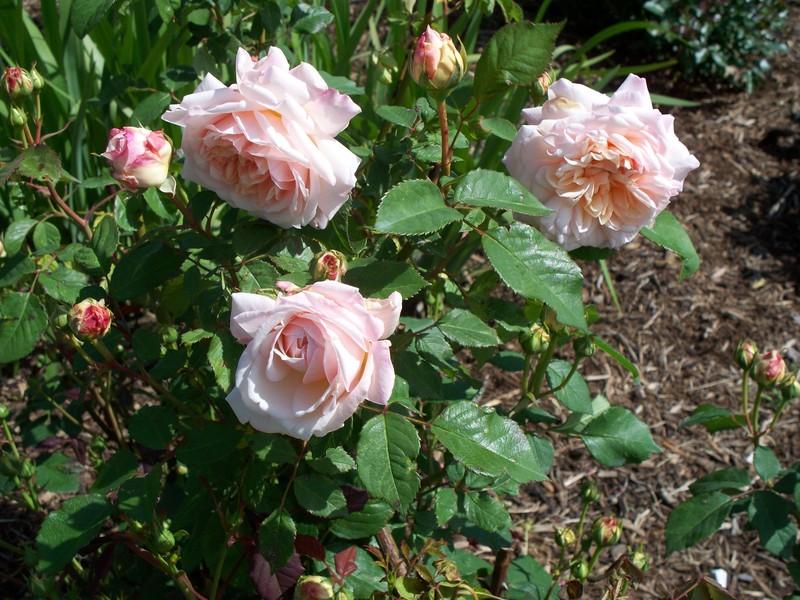 Photo of Rose (Rosa 'Gruss an Aachen') uploaded by indygardengal