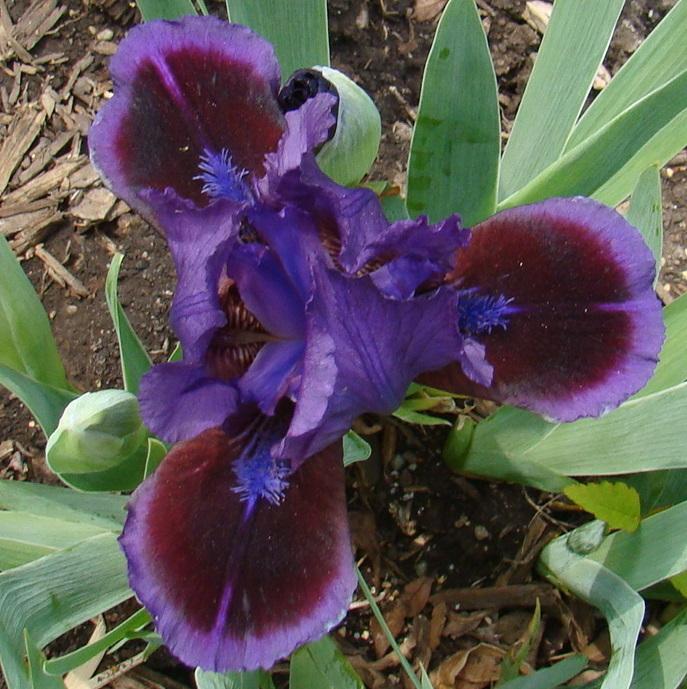 Photo of Standard Dwarf Bearded Iris (Iris 'Little Episode') uploaded by stilldew