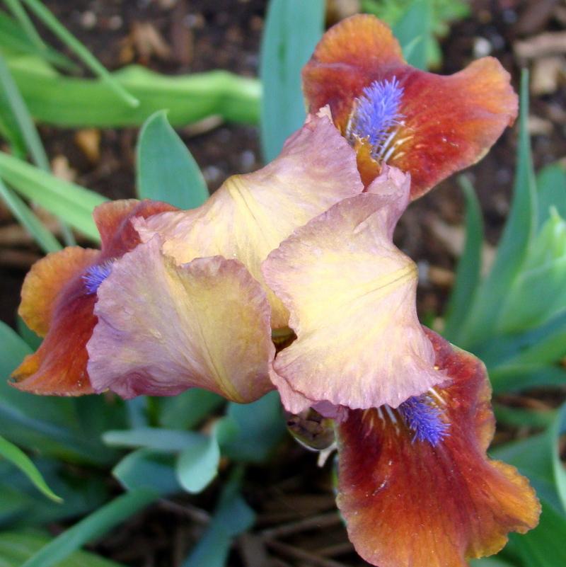 Photo of Standard Dwarf Bearded Iris (Iris 'Tantara') uploaded by stilldew