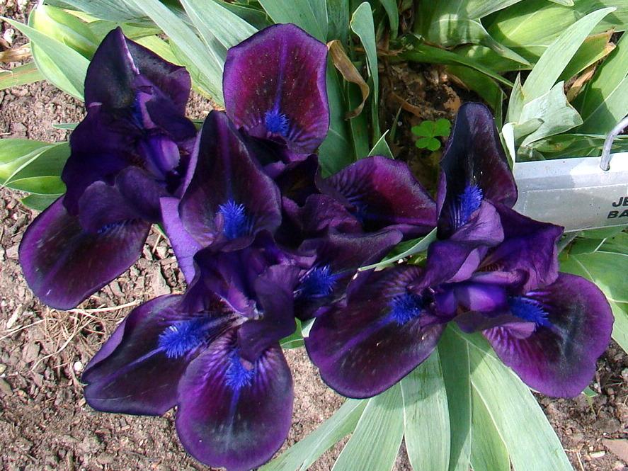 Photo of Standard Dwarf Bearded Iris (Iris 'Jewel Baby') uploaded by stilldew