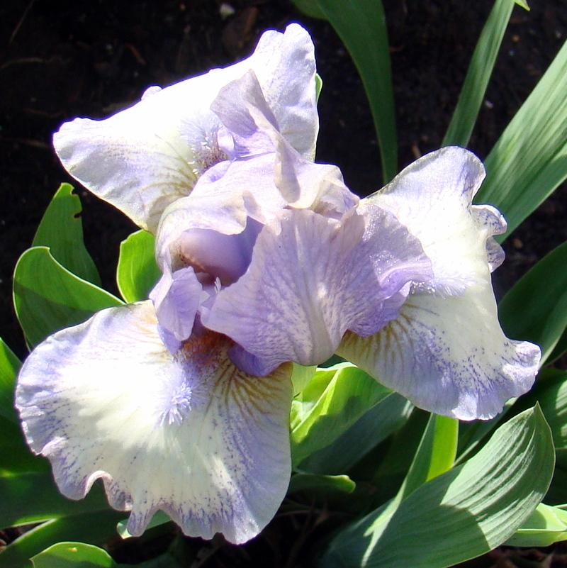 Photo of Standard Dwarf Bearded Iris (Iris 'Chubby Cheeks') uploaded by stilldew
