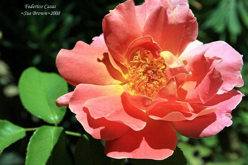 Photo of Rose (Rosa 'Federico Casas') uploaded by Calif_Sue