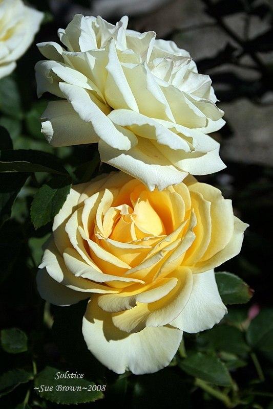 Photo of Rose (Rosa 'Solstice') uploaded by Calif_Sue