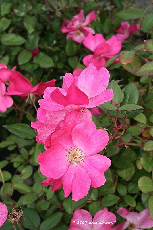 Photo of Rose (Rosa 'Betty Prior') uploaded by Calif_Sue