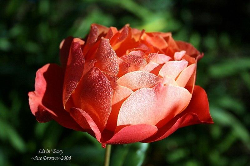 Photo of Floribunda Rose (Rosa 'Livin' Easy') uploaded by Calif_Sue