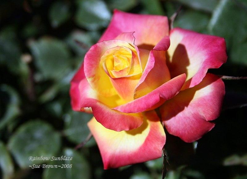 Photo of Rose (Rosa 'Flame Meillandina') uploaded by Calif_Sue