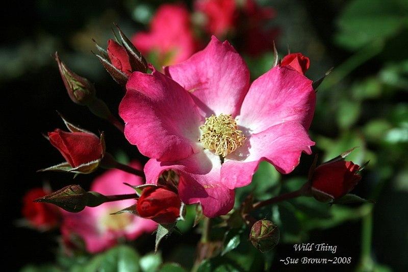 Photo of Rose (Rosa 'Wild Thing') uploaded by Calif_Sue