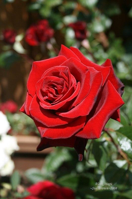 Photo of Rose (Rosa 'Black Magic') uploaded by Calif_Sue