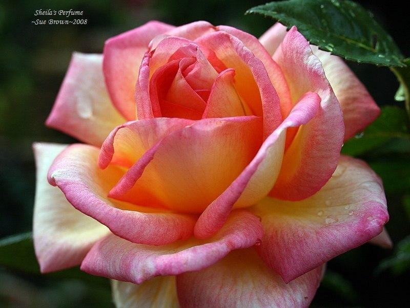 Photo of Floribunda Rose (Rosa 'Sheila's Perfume') uploaded by Calif_Sue