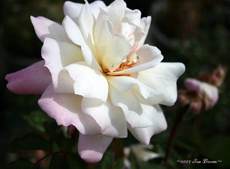 Photo of Rose (Rosa 'Pristine') uploaded by Calif_Sue