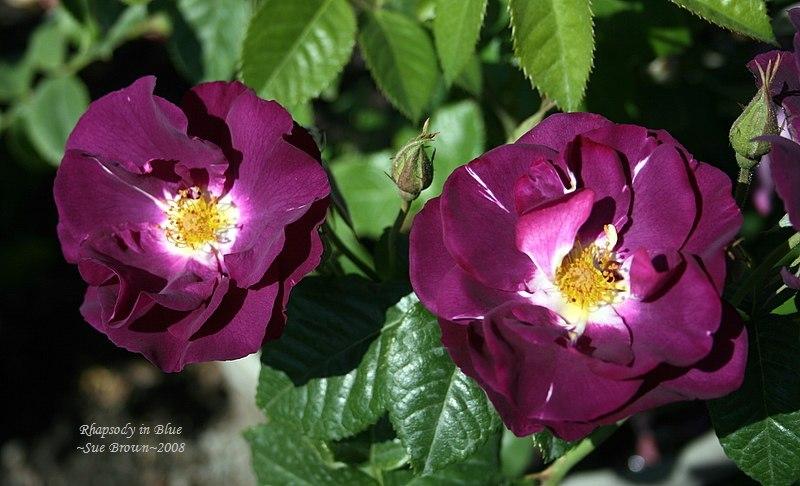 Photo of Rose (Rosa 'Rhapsody in Blue') uploaded by Calif_Sue