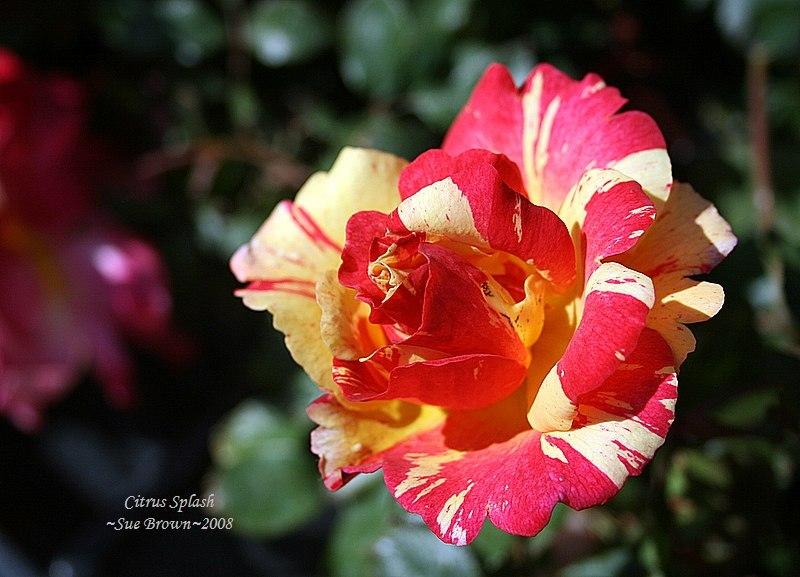 Photo of Rose (Rosa 'Citrus Splash') uploaded by Calif_Sue