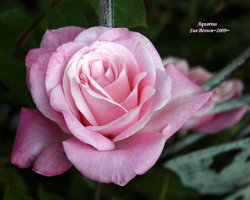 Photo of Rose (Rosa 'Aquarius') uploaded by Calif_Sue