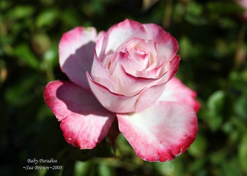 Photo of Rose (Rosa 'Baby Paradise') uploaded by Calif_Sue
