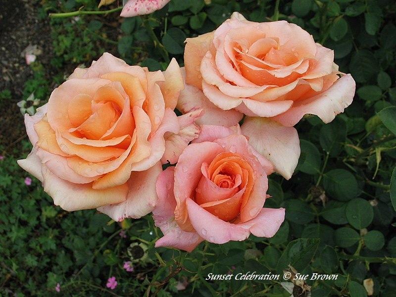 Photo of Rose (Rosa 'Sunset Celebration') uploaded by Calif_Sue
