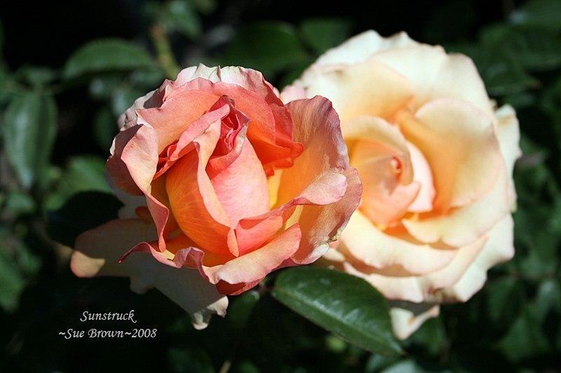 Photo of Rose (Rosa 'Sunstruck') uploaded by Calif_Sue