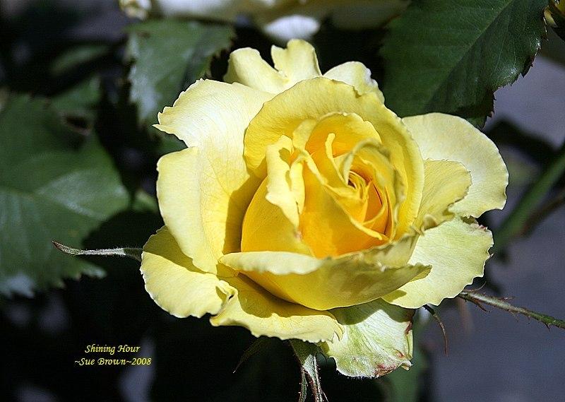 Photo of Rose (Rosa 'Shining Hour') uploaded by Calif_Sue