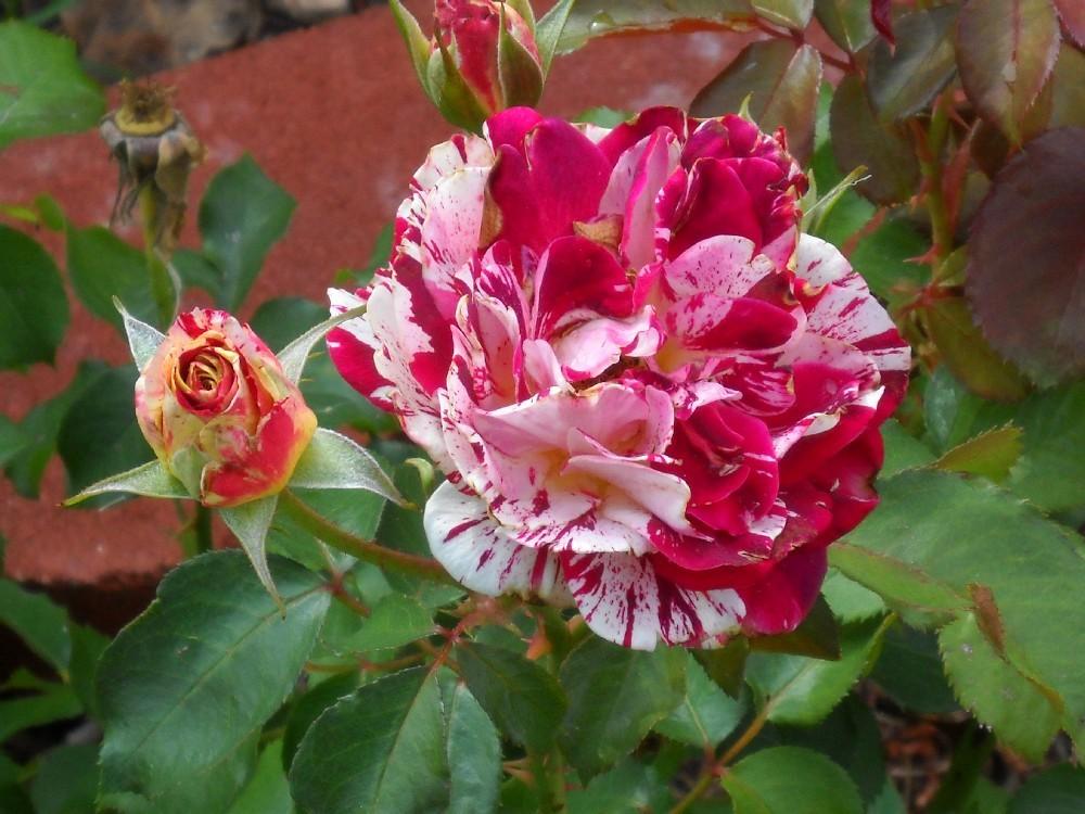 Photo of Rose (Rosa 'George Burns') uploaded by Skiekitty