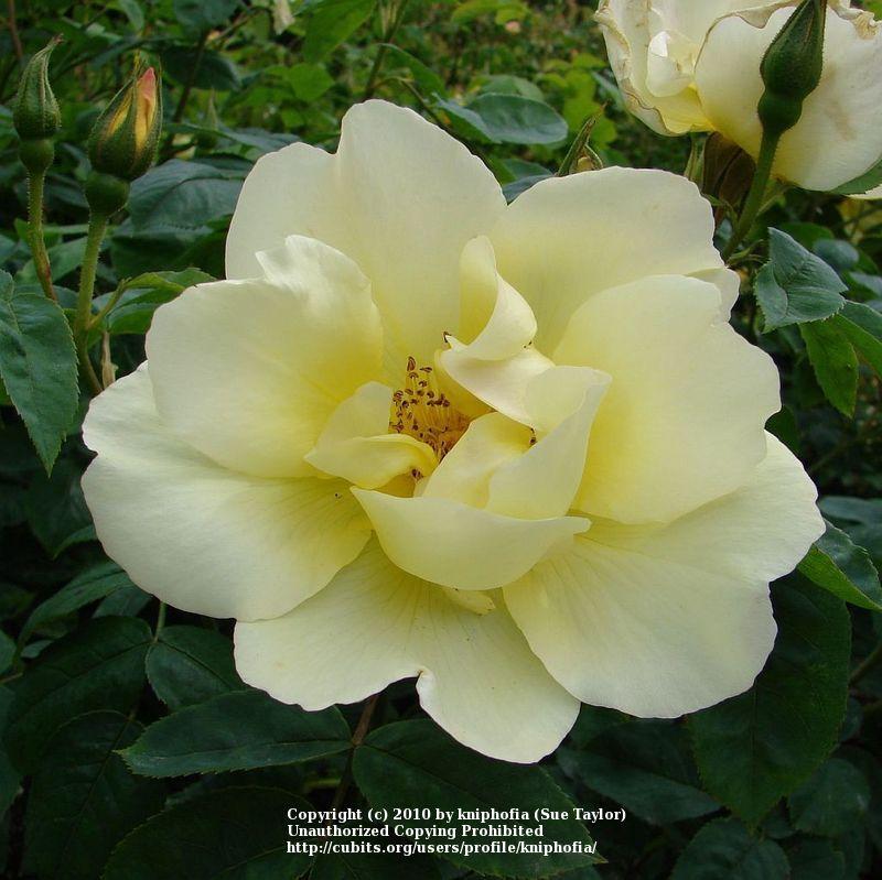 Photo of Rose (Rosa 'Windrush') uploaded by kniphofia