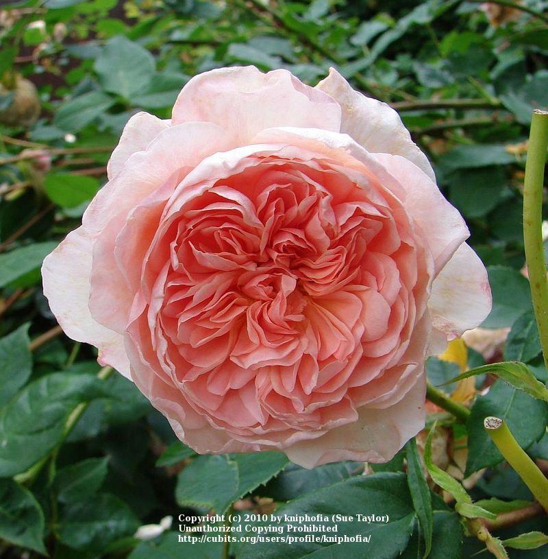 Photo of Rose (Rosa 'Alnwick Castle') uploaded by kniphofia