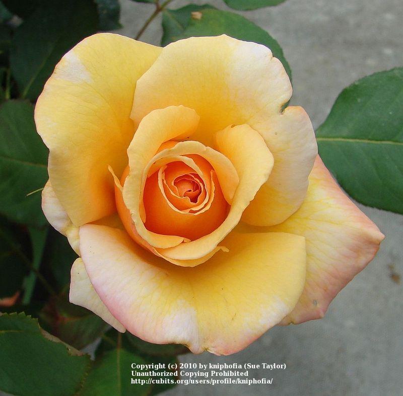 Photo of Rose (Rosa 'Tahitian Sunset') uploaded by kniphofia