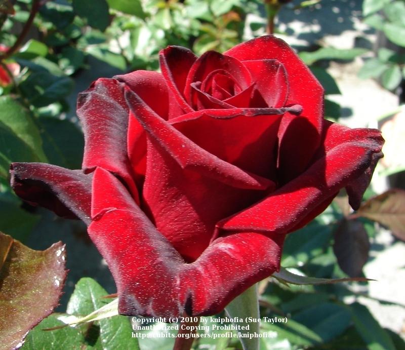 Photo of Rose (Rosa 'Black Magic') uploaded by kniphofia