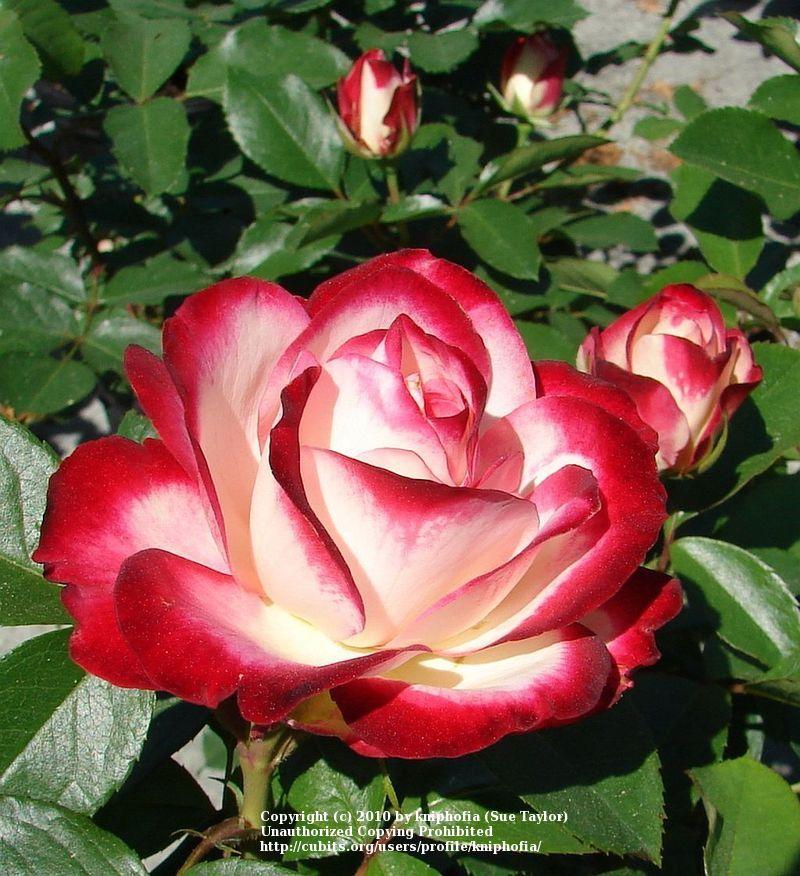 Photo of Rose (Rosa 'Cherry Parfait') uploaded by kniphofia