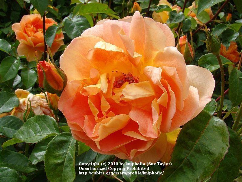 Photo of English Shrub Rose (Rosa 'Pat Austin') uploaded by kniphofia