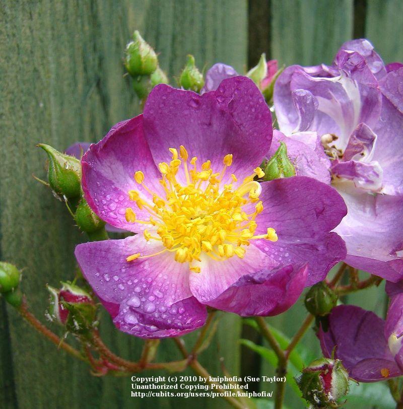 Photo of Rambling Rose (Rosa 'Veilchenblau') uploaded by kniphofia
