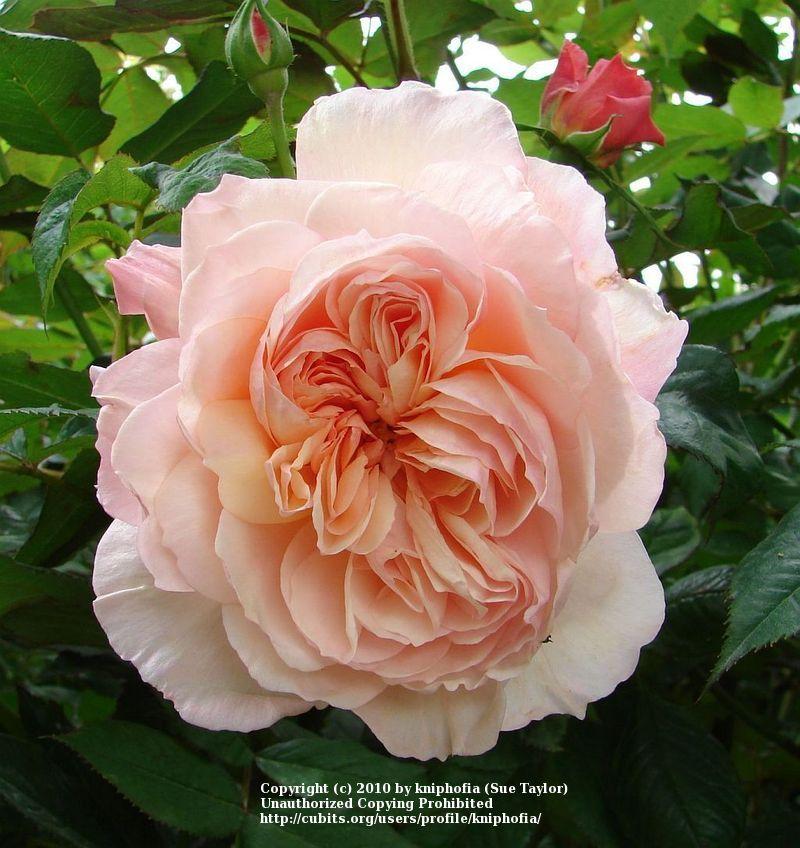 Photo of English Shrub Rose (Rosa 'Evelyn') uploaded by kniphofia