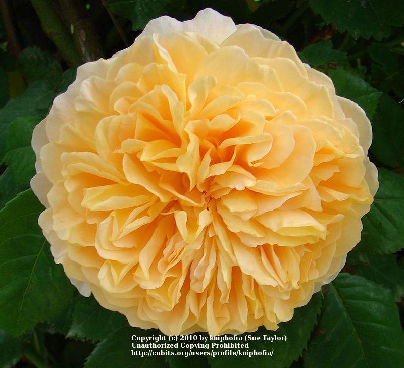 Photo of English Shrub Rose (Rosa 'Crown Princess Margareta') uploaded by kniphofia