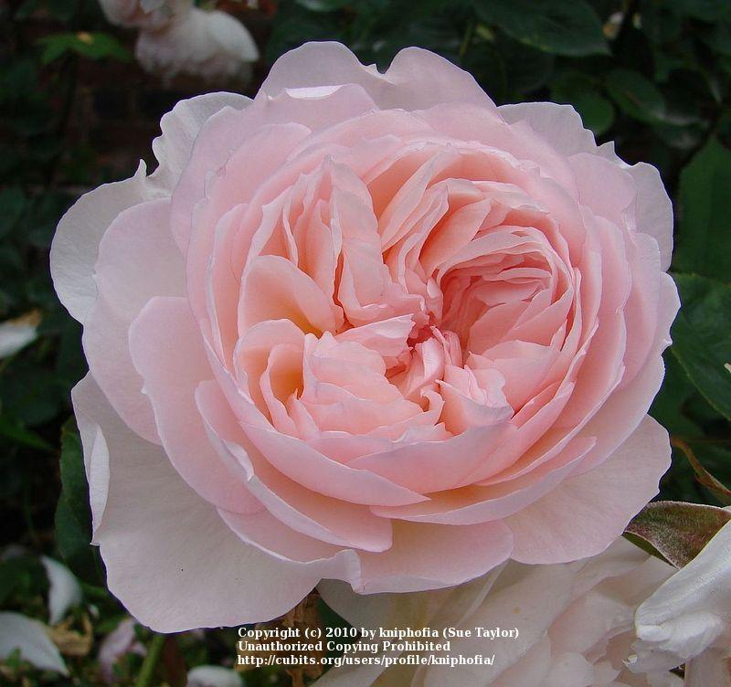 Photo of Rose (Rosa 'Gentle Hermione') uploaded by kniphofia