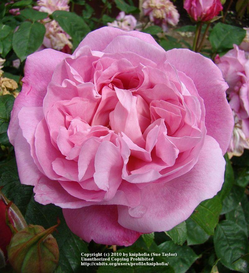 Photo of Rose (Rosa 'Mary Rose') uploaded by kniphofia