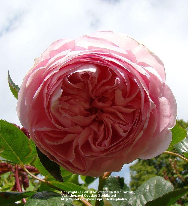 Photo of Rose (Rosa 'Geoff Hamilton') uploaded by kniphofia