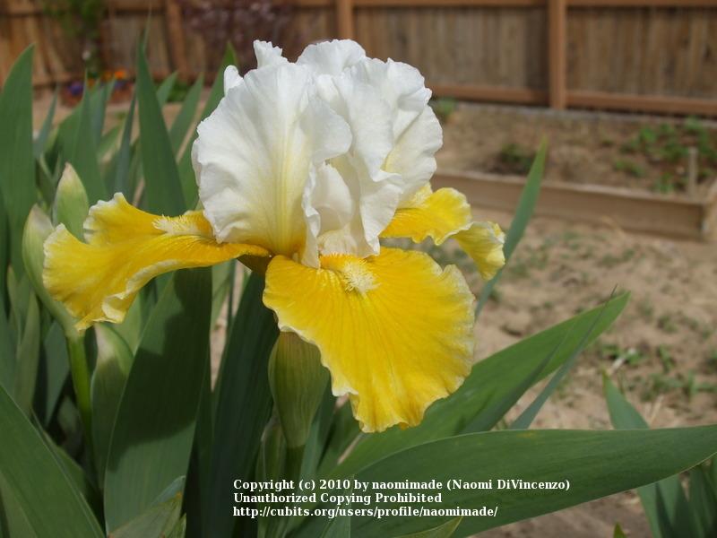 Photo of Intermediate Bearded Iris (Iris 'Protocol') uploaded by naomimade