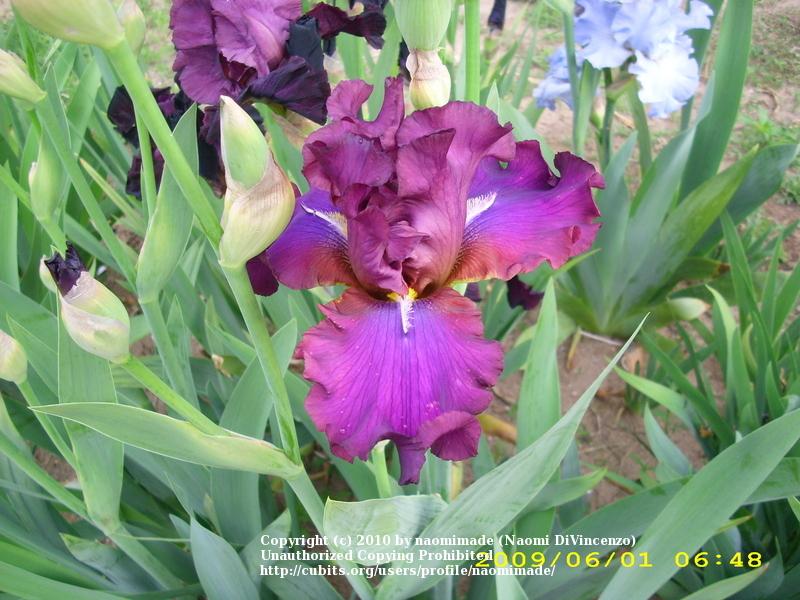 Photo of Tall Bearded Iris (Iris 'Hook') uploaded by naomimade