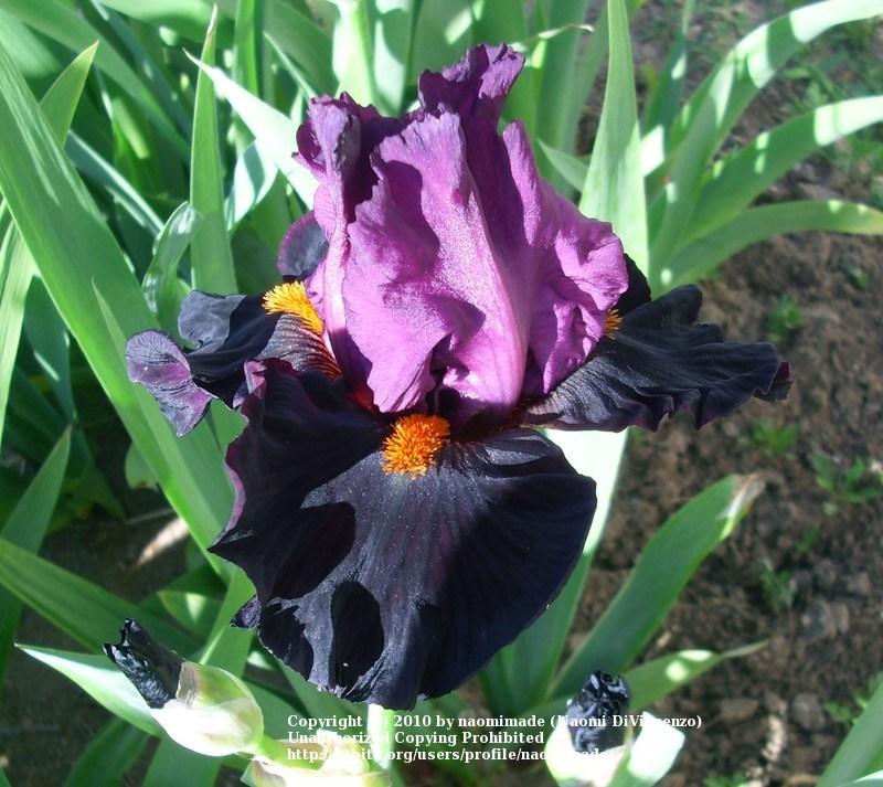 Photo of Tall Bearded Iris (Iris 'Fiery Temper') uploaded by naomimade