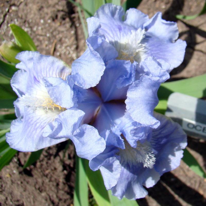 Photo of Standard Dwarf Bearded Iris (Iris 'Ocean Pearl') uploaded by stilldew
