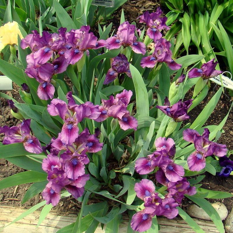 Photo of Standard Dwarf Bearded Iris (Iris 'Ruby Wings') uploaded by stilldew