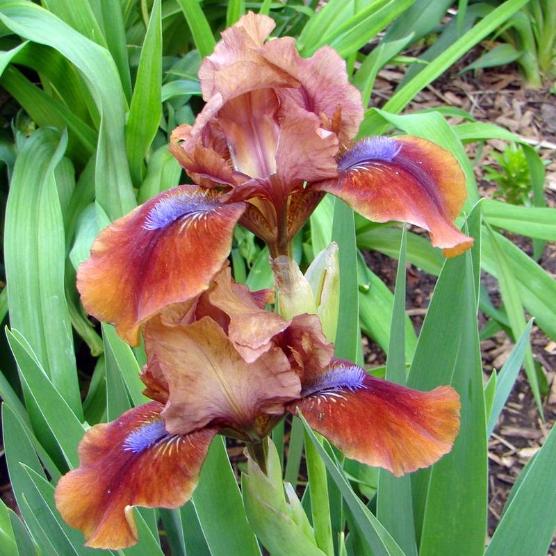 Photo of Standard Dwarf Bearded Iris (Iris 'Tantara') uploaded by stilldew
