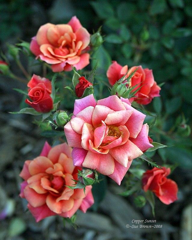 Photo of Rose (Rosa 'Copper Sunset') uploaded by Calif_Sue