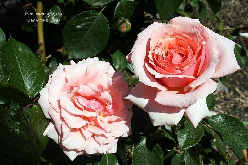 Photo of Rose (Rosa 'Tournament of Roses') uploaded by Calif_Sue