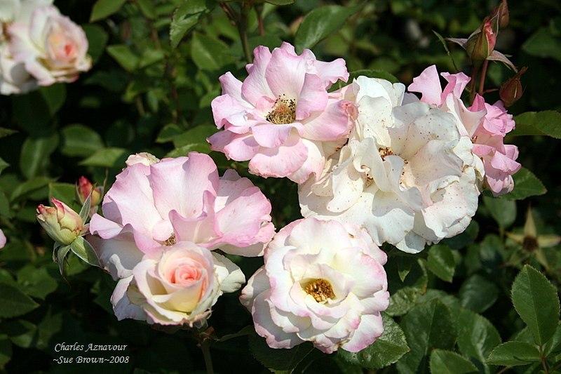 Photo of Rose (Rosa 'Charles Aznavour') uploaded by Calif_Sue
