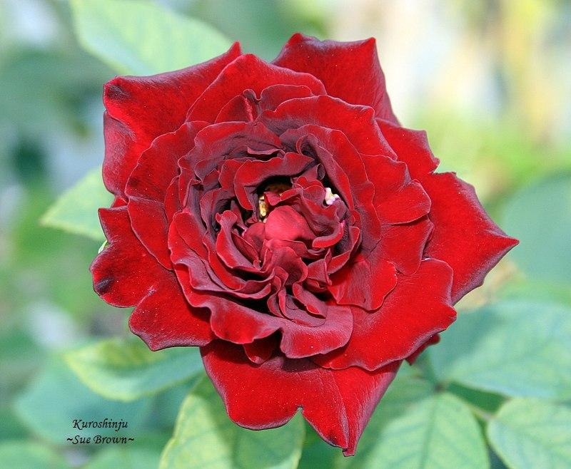 Photo of Rose (Rosa 'Kuroshinju') uploaded by Calif_Sue