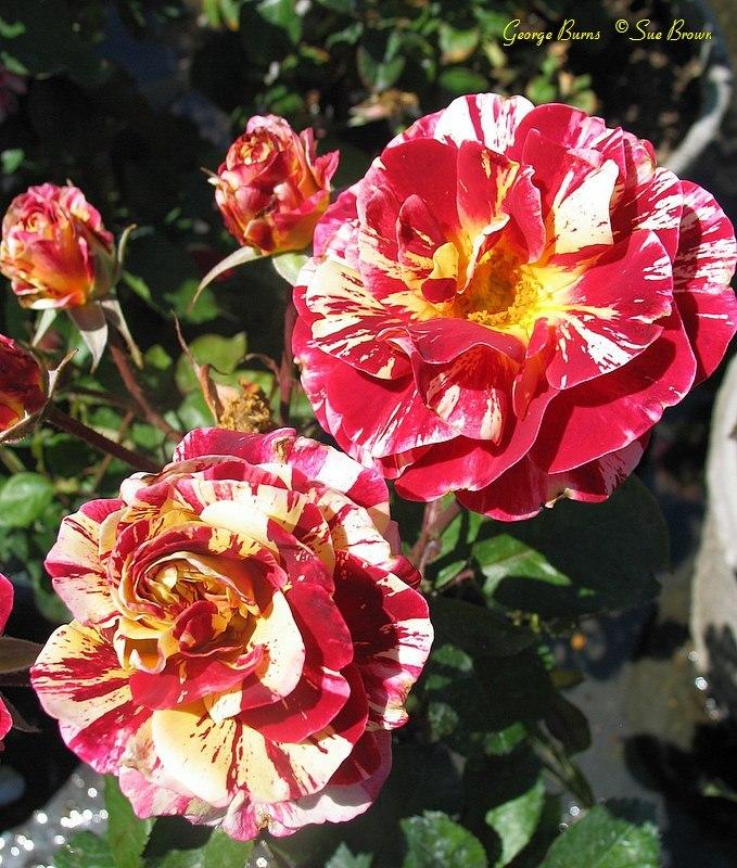Photo of Rose (Rosa 'George Burns') uploaded by Calif_Sue