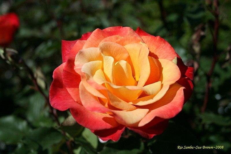 Photo of Hybrid Tea Rose (Rosa 'Rio Samba') uploaded by Calif_Sue