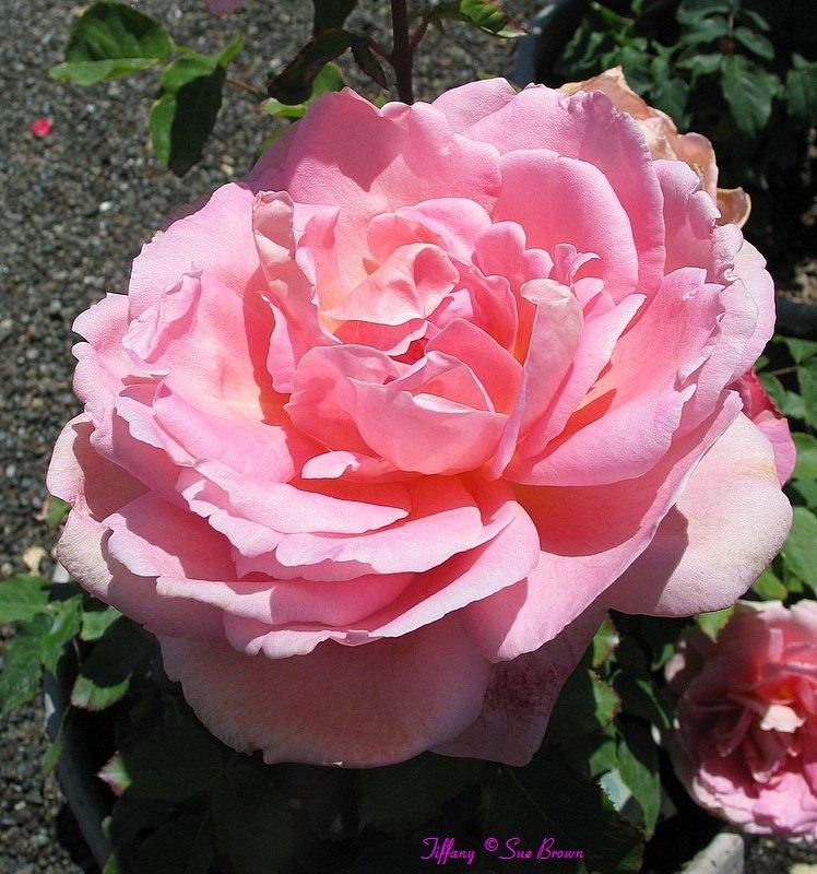 Photo of Hybrid Tea Rose (Rosa 'Tiffany') uploaded by Calif_Sue