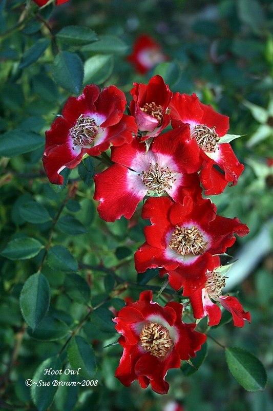 Photo of Rose (Rosa 'Hoot Owl') uploaded by Calif_Sue