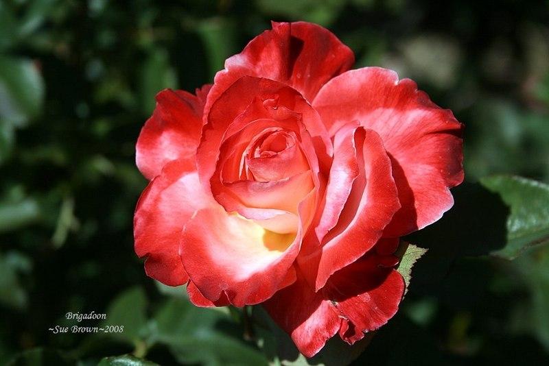 Photo of Rose (Rosa 'Brigadoon') uploaded by Calif_Sue